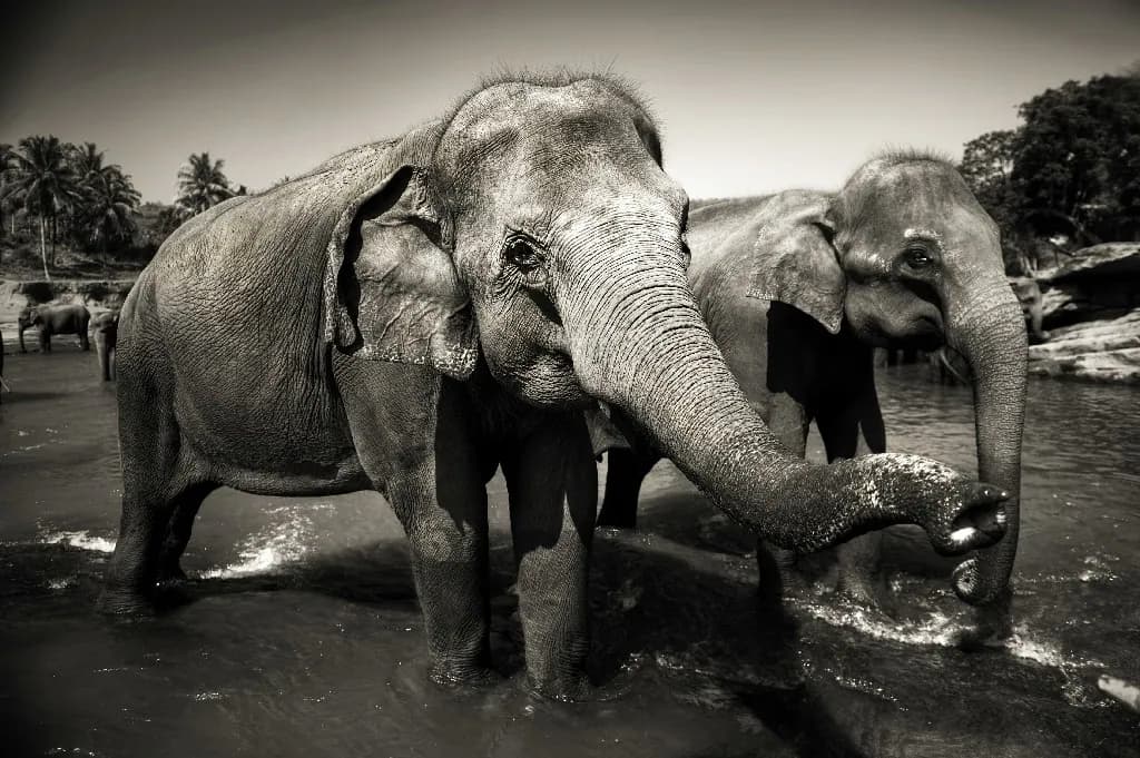 Discover Wildlife in Sri Lanka - 8 days