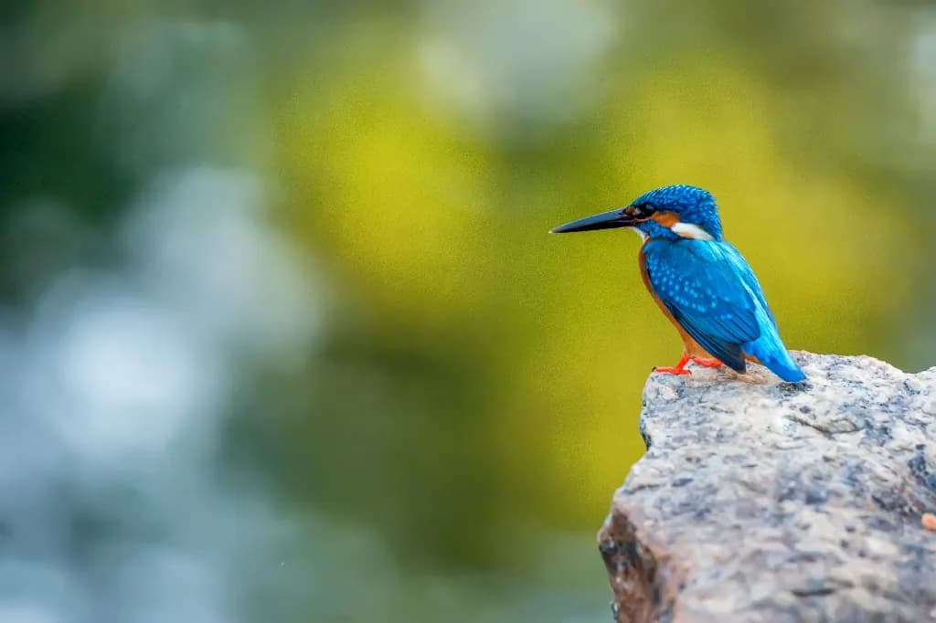 Bird Watching Tour