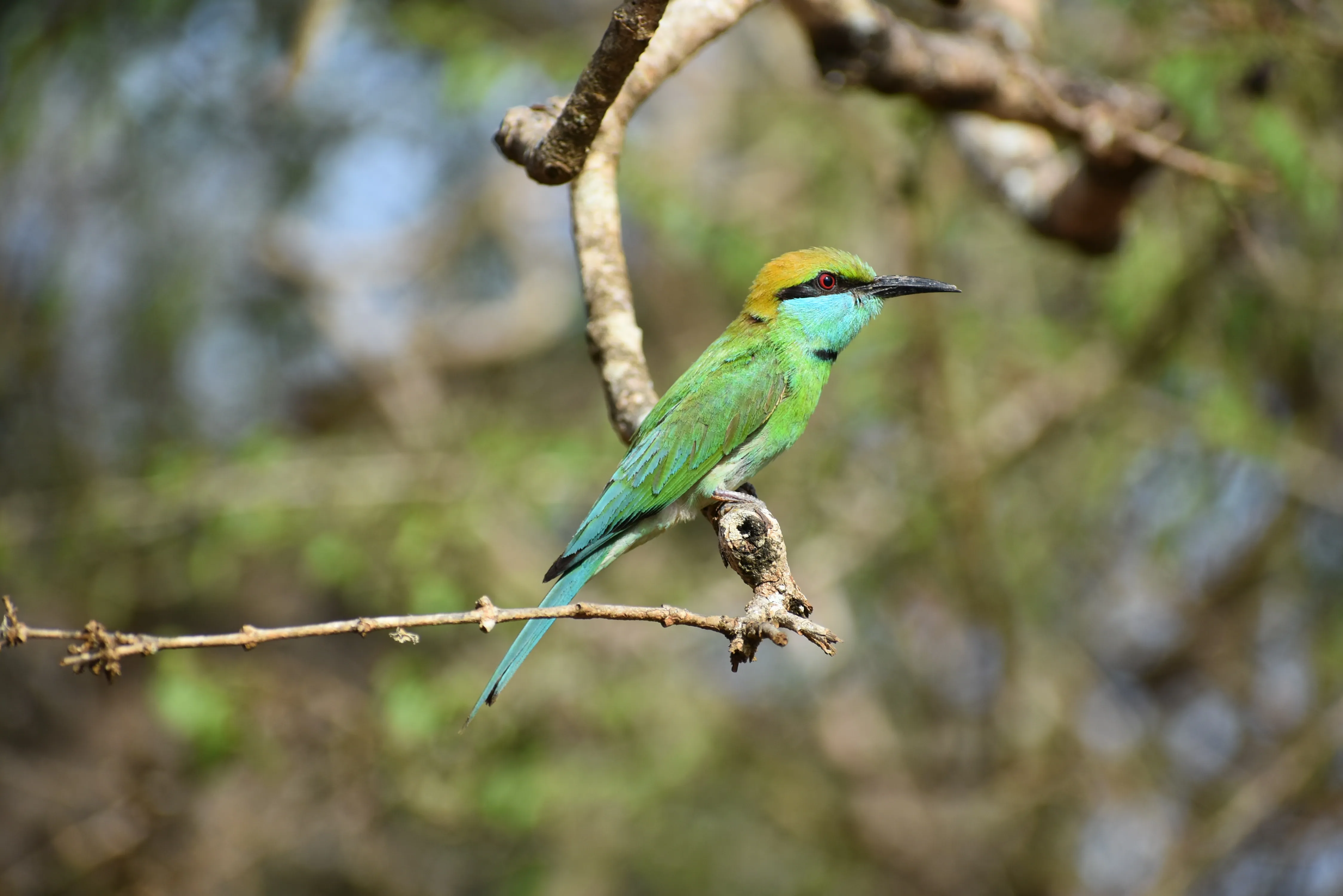 About Heladiwa Tours