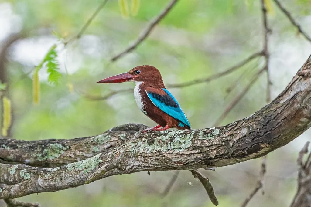 Birdwatching and Safari Experience