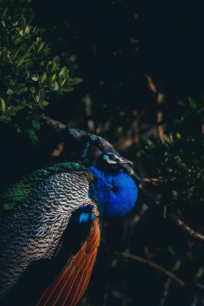 Final Birdwatching Session