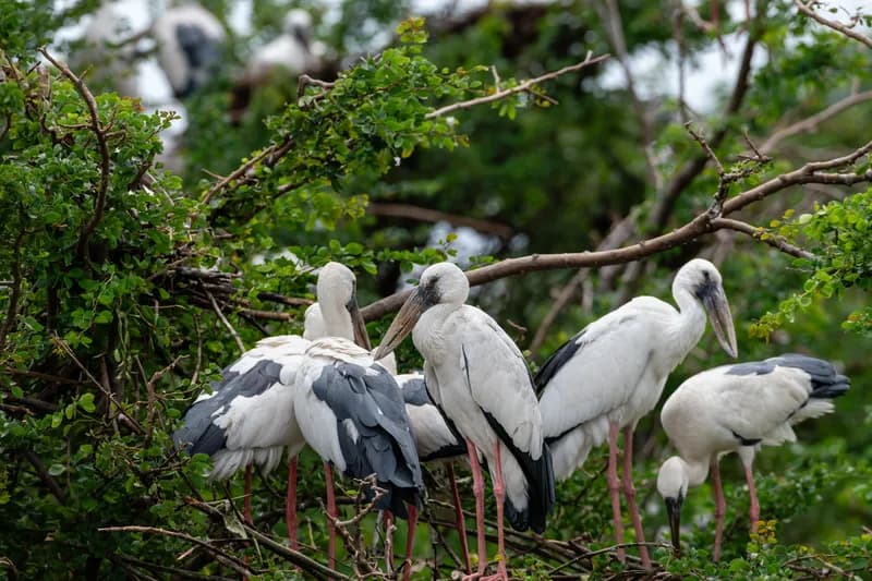 Makandawa Bird Sanctuary
