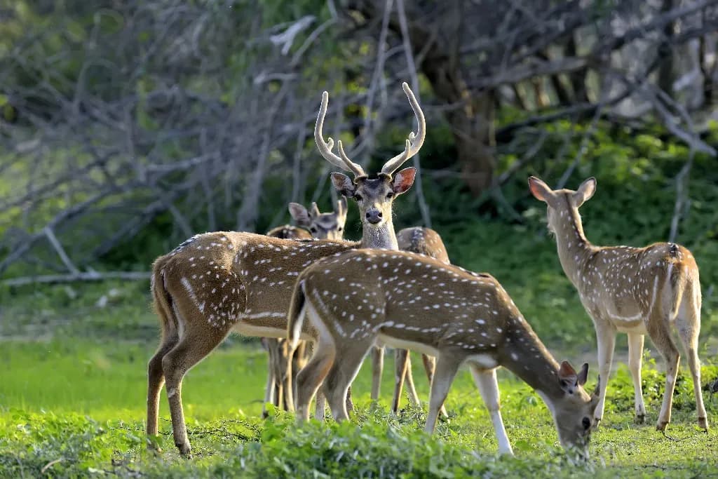 Safari and Shangri-La Golf