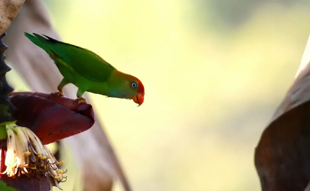 Full Day Birdwatching