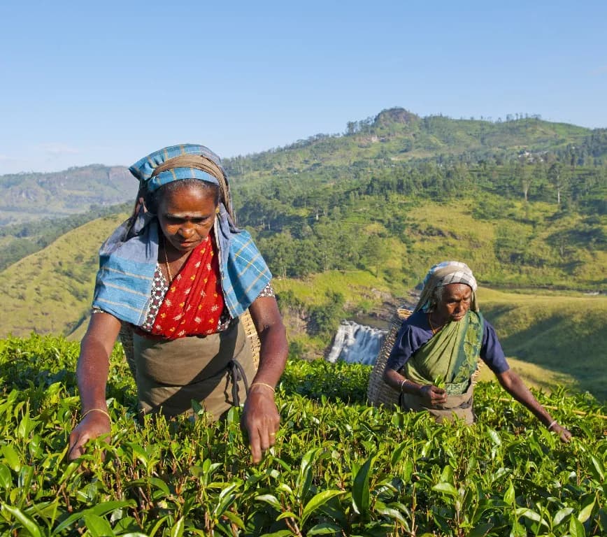 Tea Country and Highland Golf