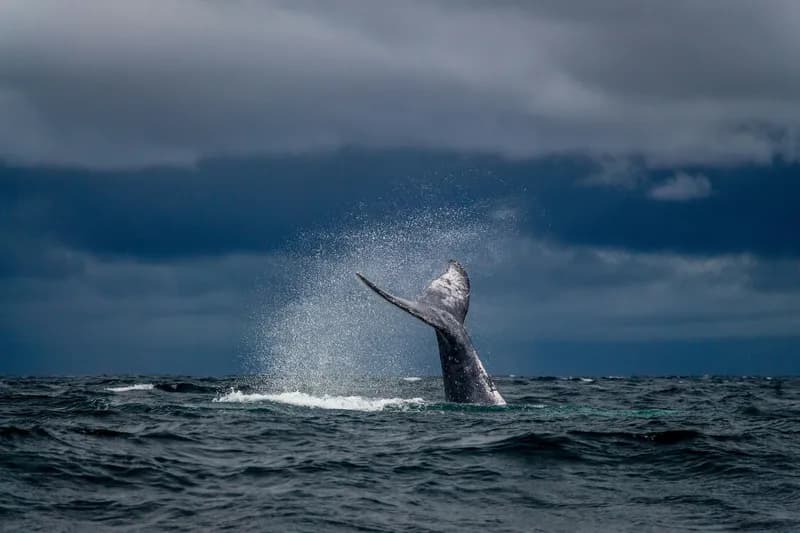 Whale Watching & Transfer to Yala